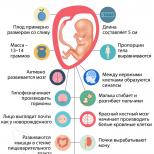 Одиннадцатая неделя беременности: развитие малыша и ощущения женщины