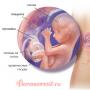 Zestien weken: sensaties, ontwikkeling van de foetus, als er iets pijn doet 15 weken zwangerschap, beweging van de foetus, sensaties van de vrouw