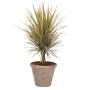 Dracaena at home - Best design ideas and location tips!