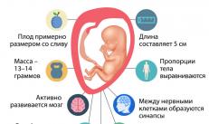 Eleventh week of pregnancy: baby development and woman’s feelings