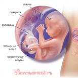 Sedici settimane: sensazioni, sviluppo fetale, se qualcosa fa male 15 settimane di gravidanza, movimento fetale, sensazioni della donna